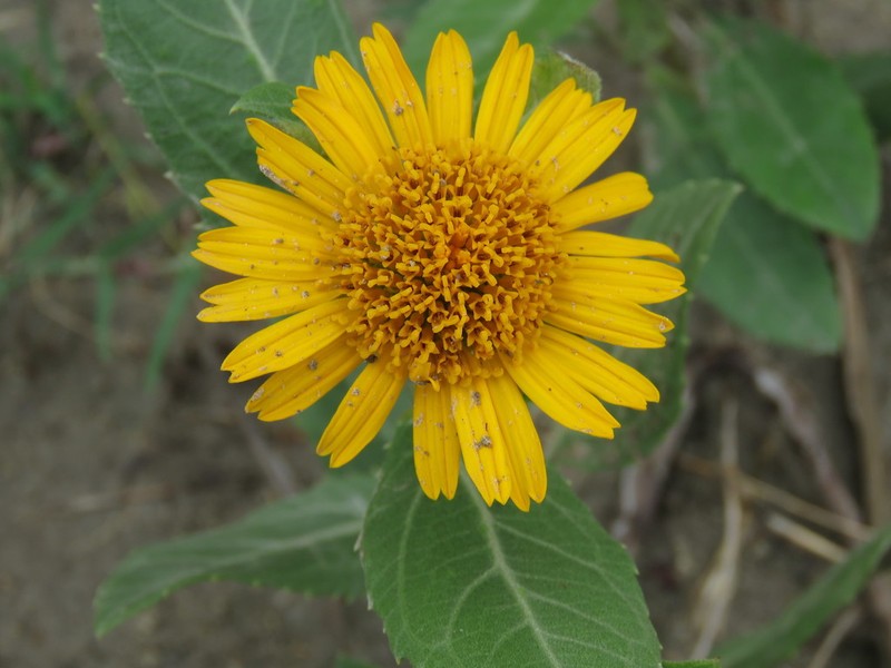 Verbesina subcordata photo 5