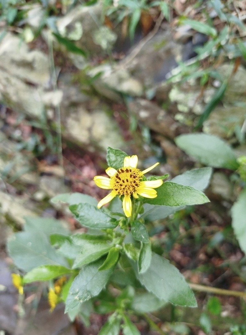 Verbesina subcordata photo 6