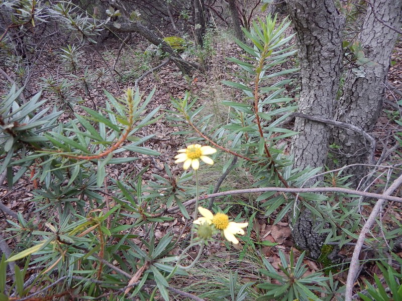 Verbesina suberosa