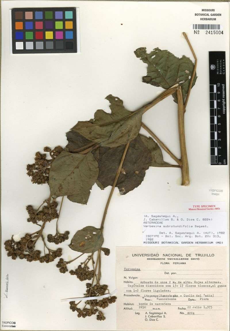 Verbesina subrotundifolia