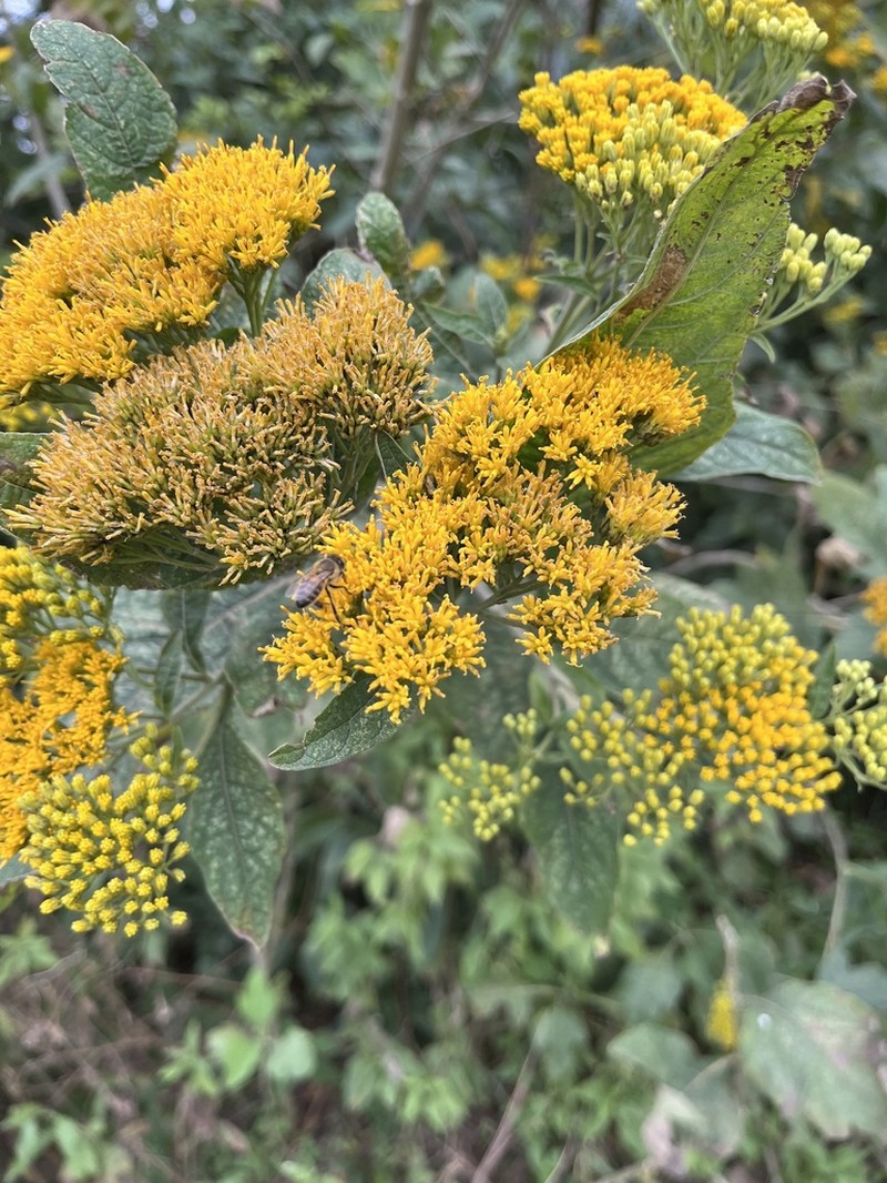 Verbesina suncho
