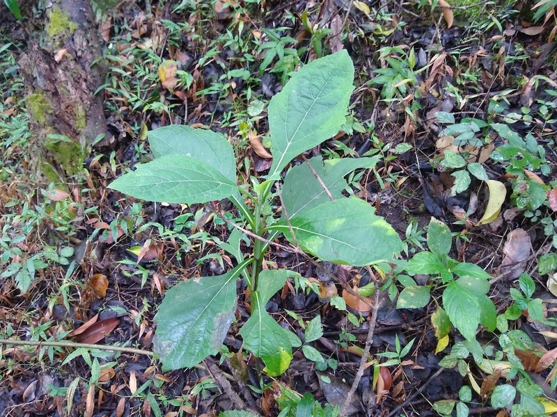 Verbesina suncho photo 3