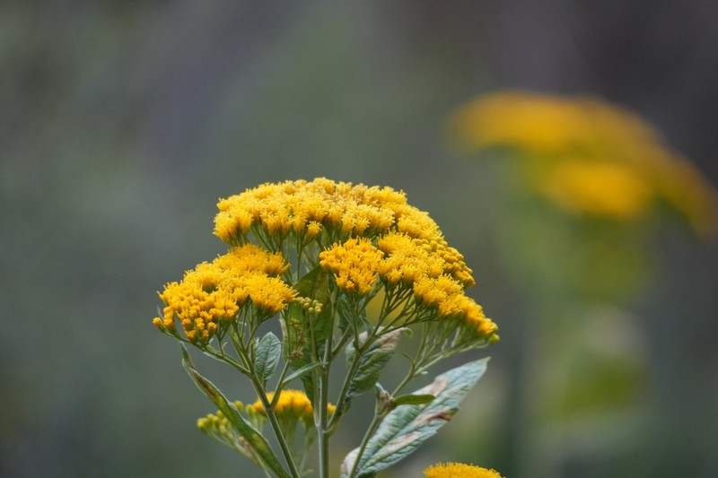 Verbesina suncho photo 6