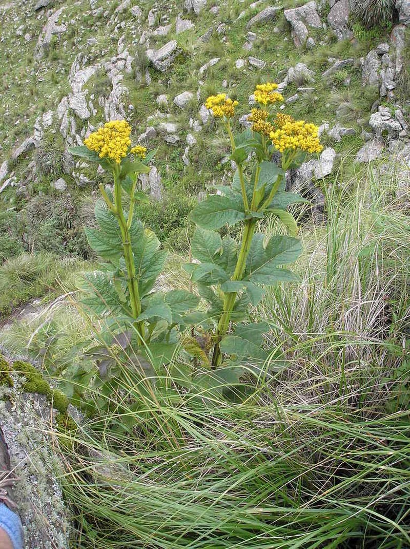 Verbesina suncho photo 8