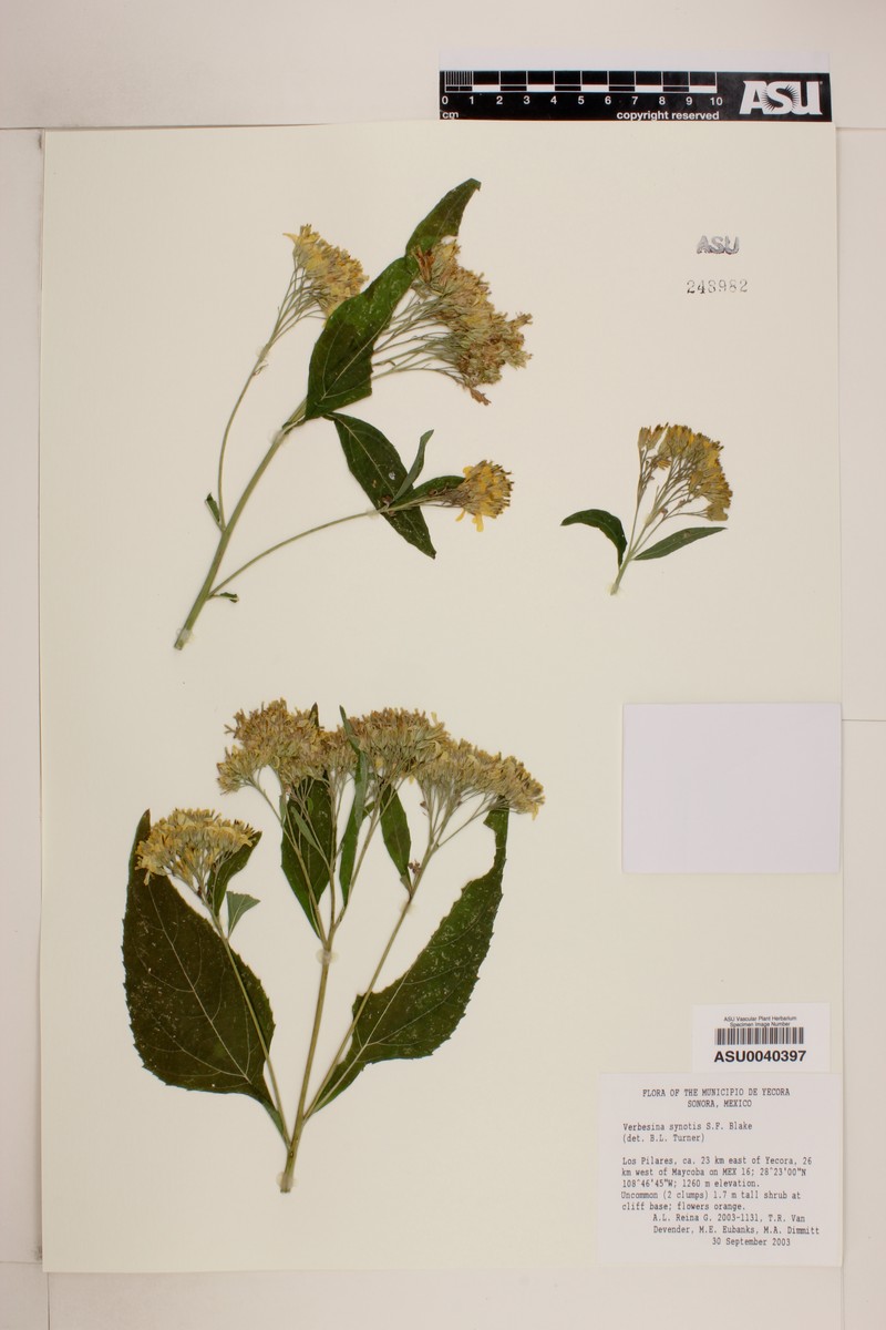 Verbesina synotis photo 6