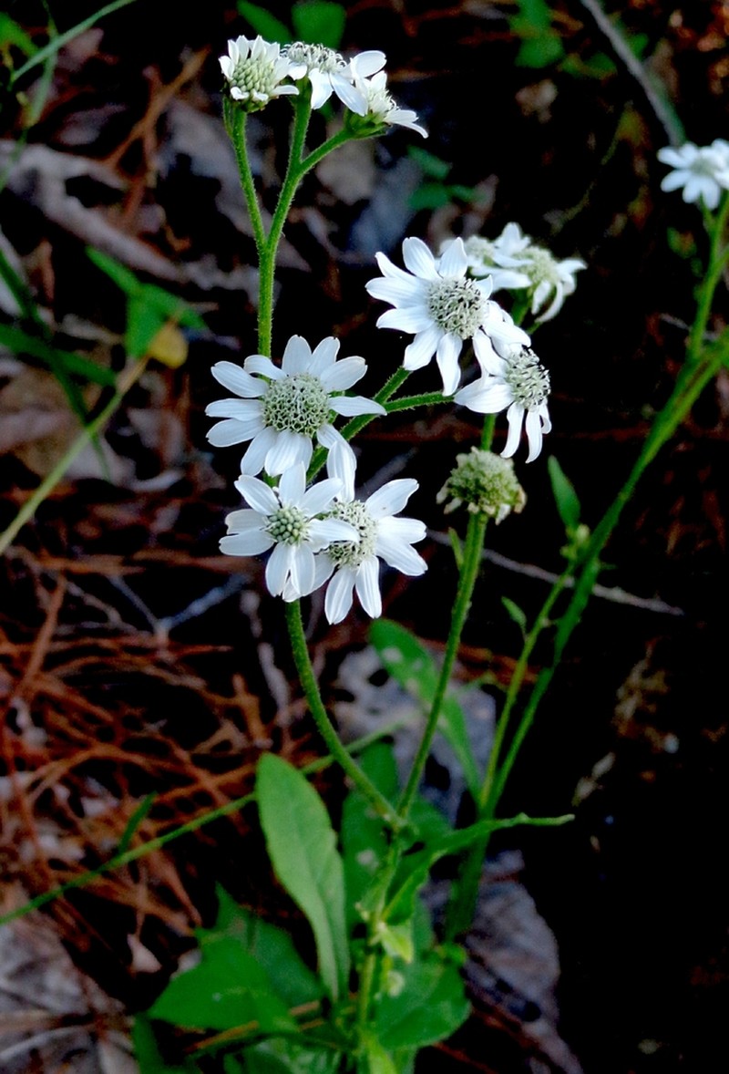 Verbesina tamaulipana