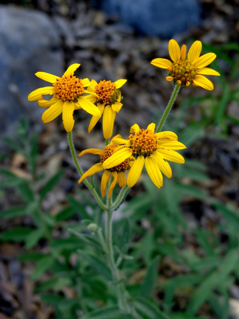 Verbesina tamaunuevana