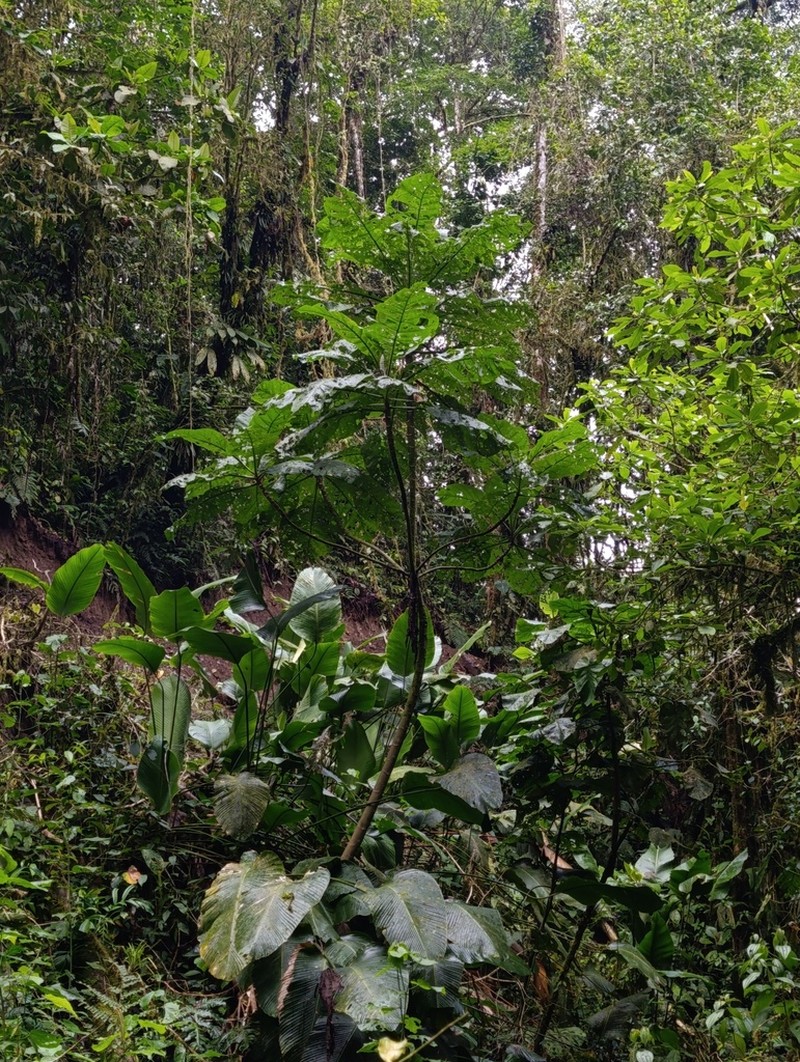Verbesina tapantiana