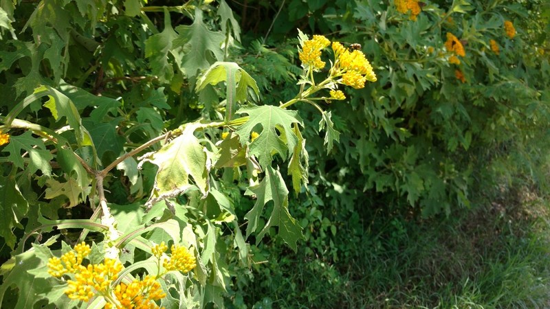 Verbesina tecolotlana photo 3