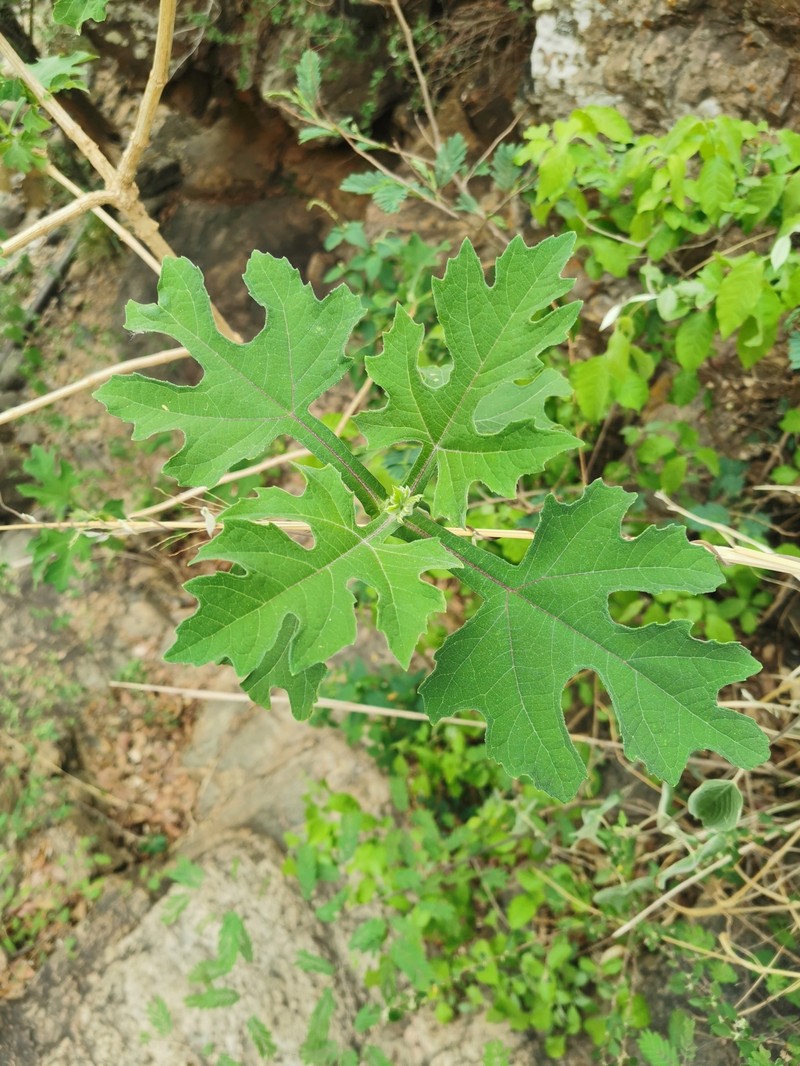 Verbesina tecolotlana photo 6