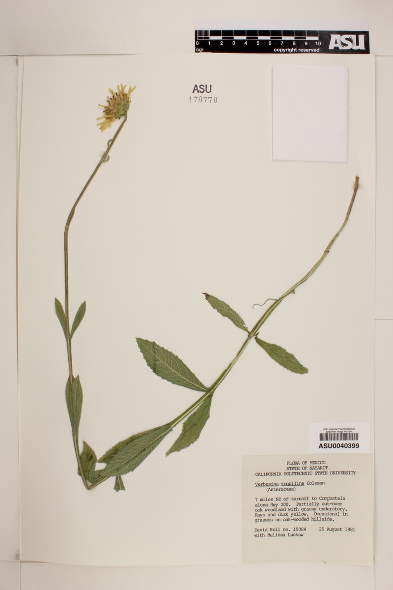 Verbesina tequilana