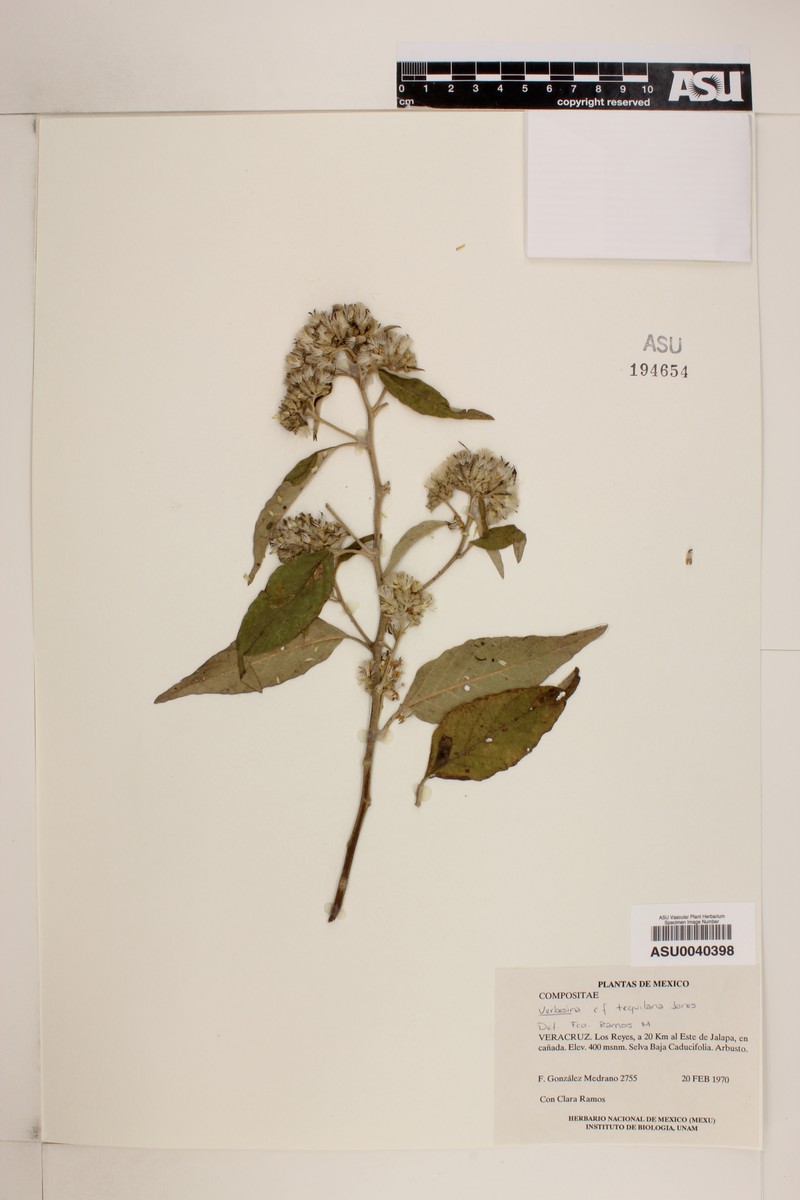 Verbesina tequilana photo 2