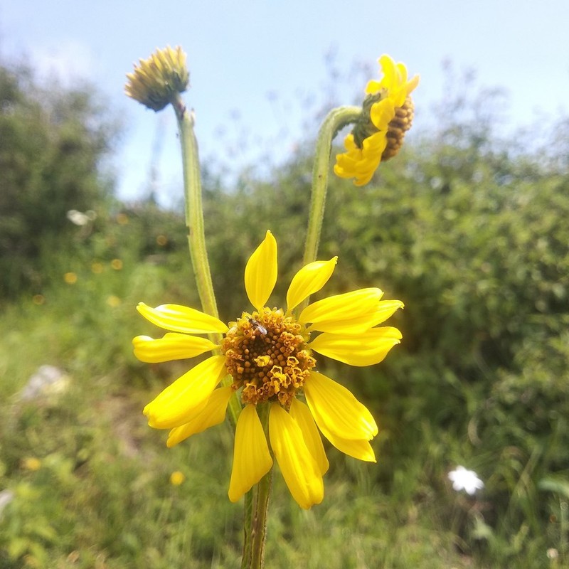 Verbesina tetraptera photo 6