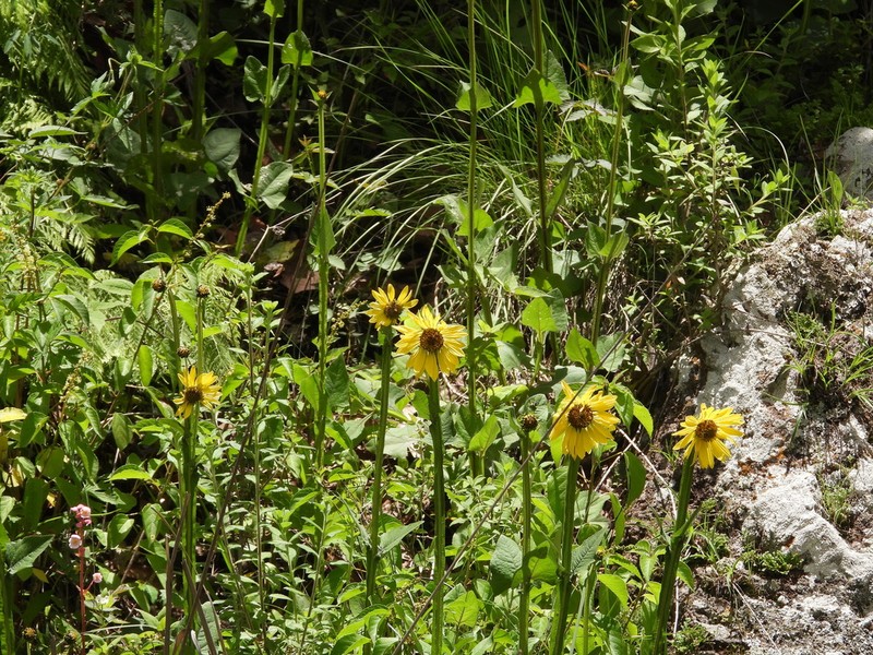 Verbesina tetraptera photo 8