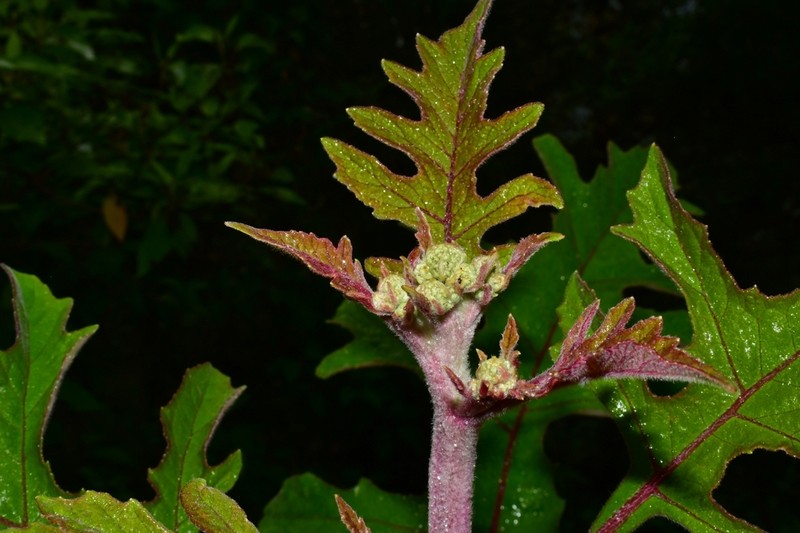 Verbesina turbacensis