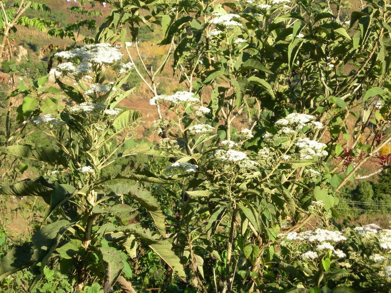 Verbesina turbacensis photo 2