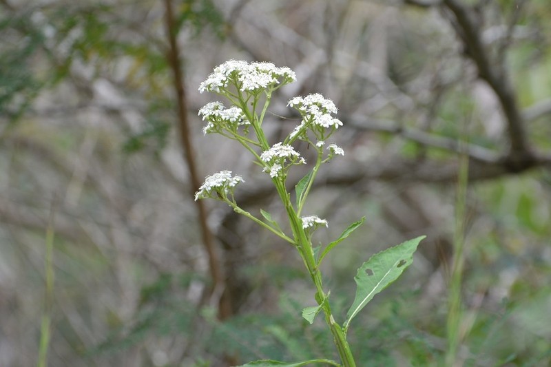 Verbesina turbacensis photo 3
