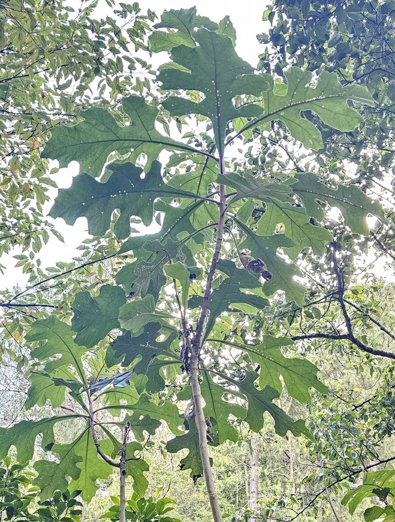 Verbesina turbacensis photo 4