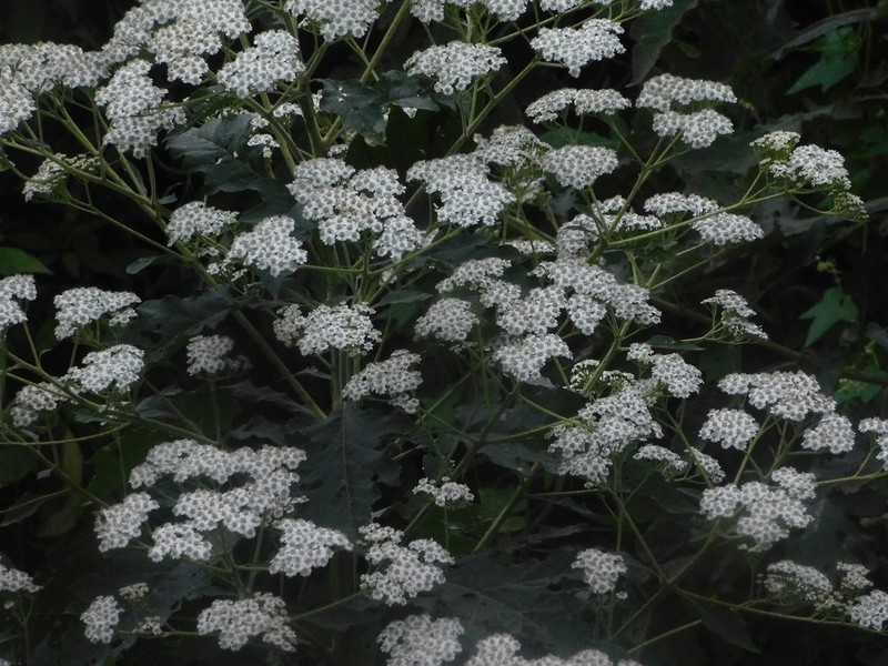Verbesina turbacensis photo 5