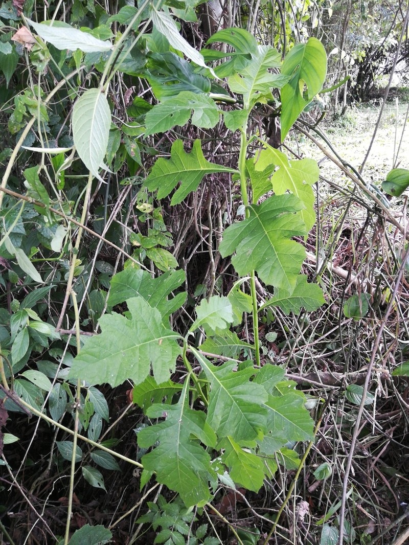 Verbesina turbacensis photo 6