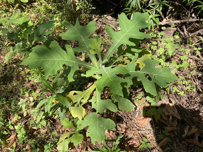 Verbesina turbacensis photo 7