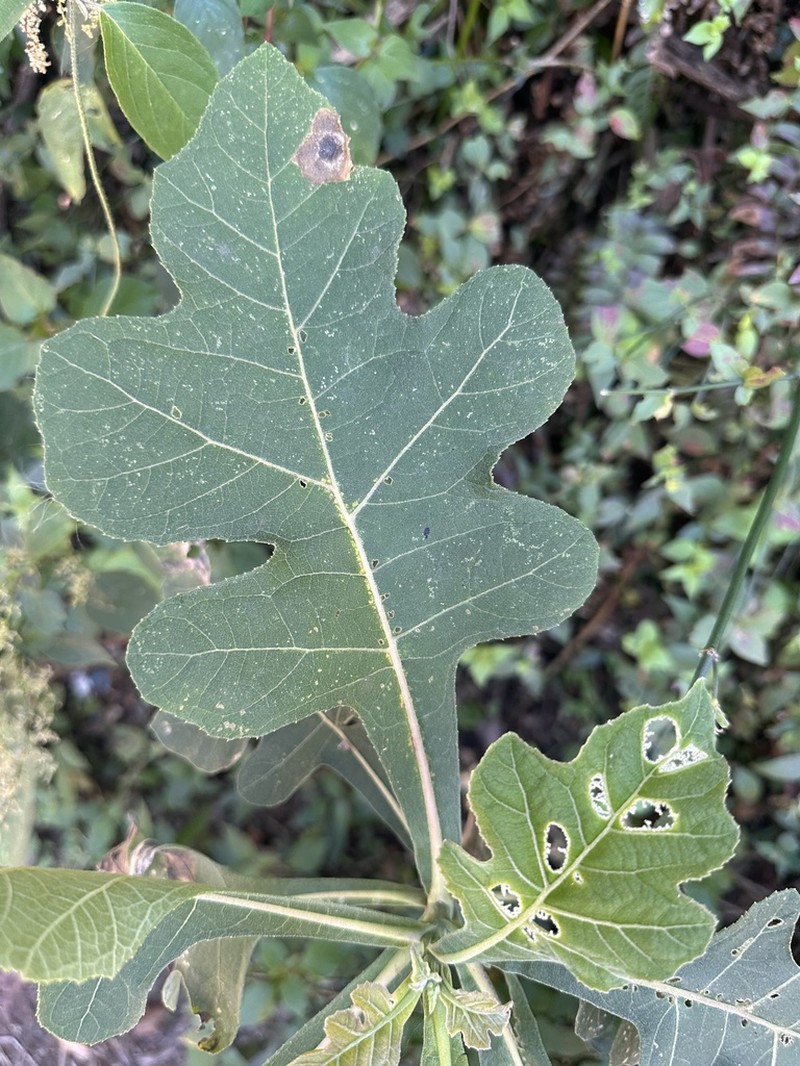 Verbesina turbacensis photo 8