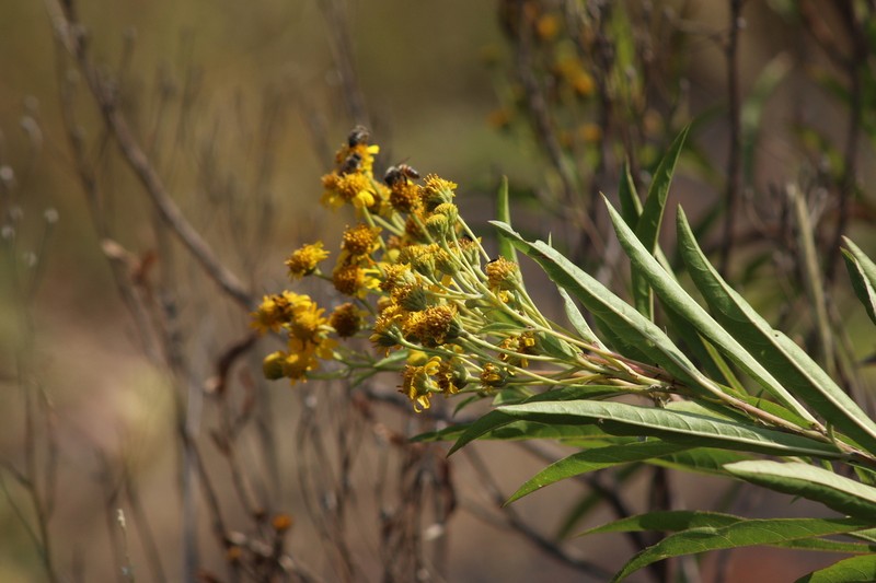 Verbesina virgata