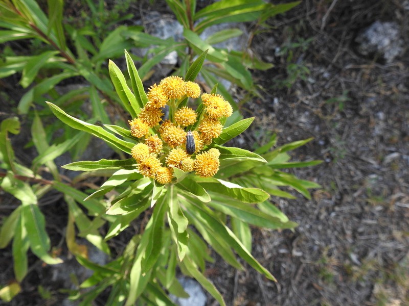 Verbesina virgata photo 3