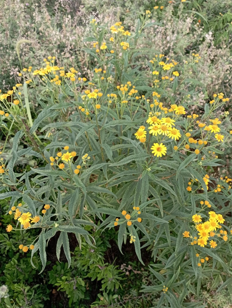 Verbesina virgata var. oreopola