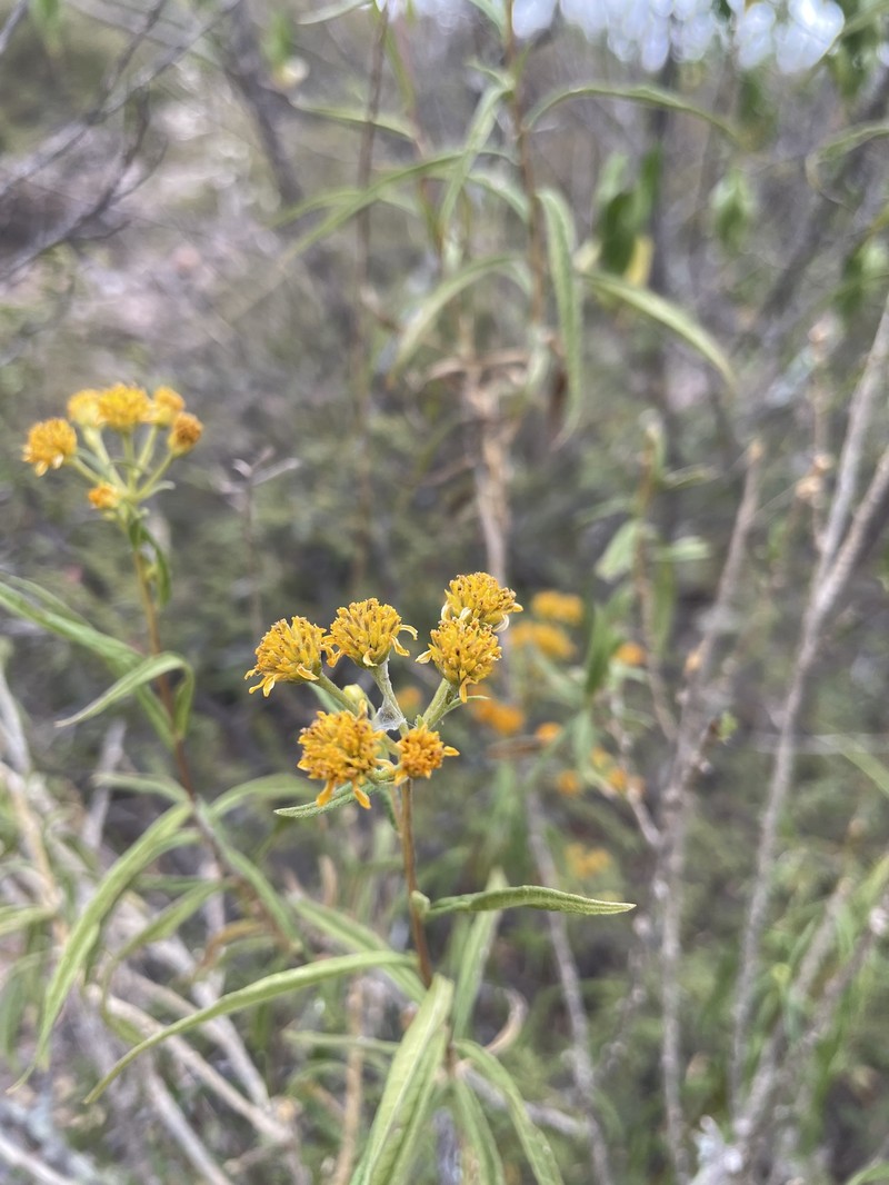 Verbesina virgata var. oreopola photo 2