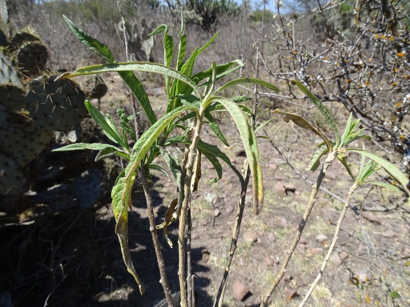 Verbesina virgata var. oreopola photo 3