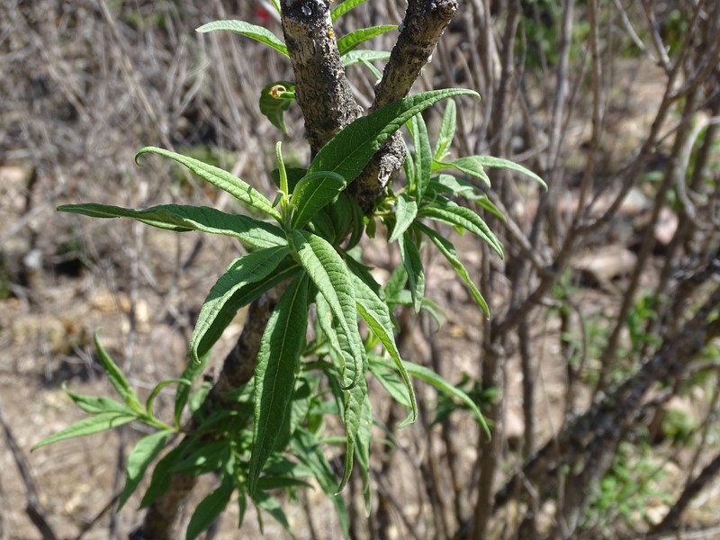 Verbesina virgata var. oreopola photo 4