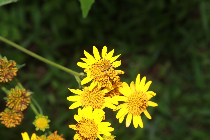 Verbesina virgata var. oreopola photo 5