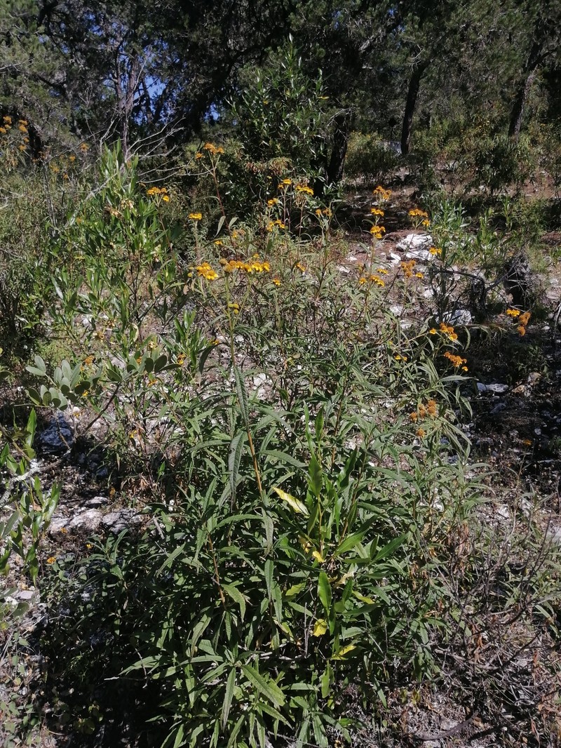 Verbesina virgata var. oreopola photo 7