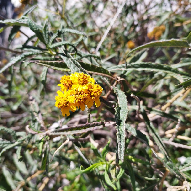 Verbesina virgata var. oreopola photo 8