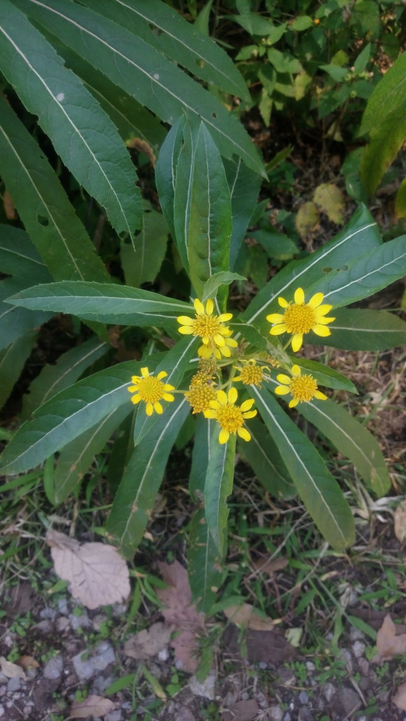 Verbesina virgata var. virgata
