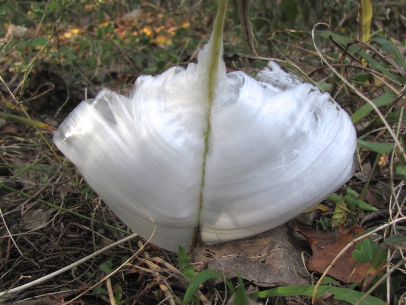 White Crownbeard photo 3