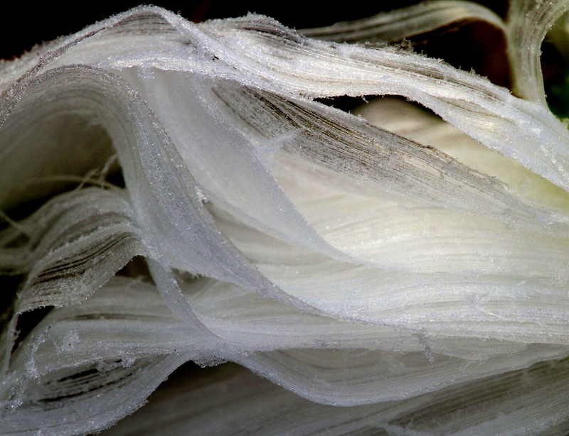 White Crownbeard photo 4