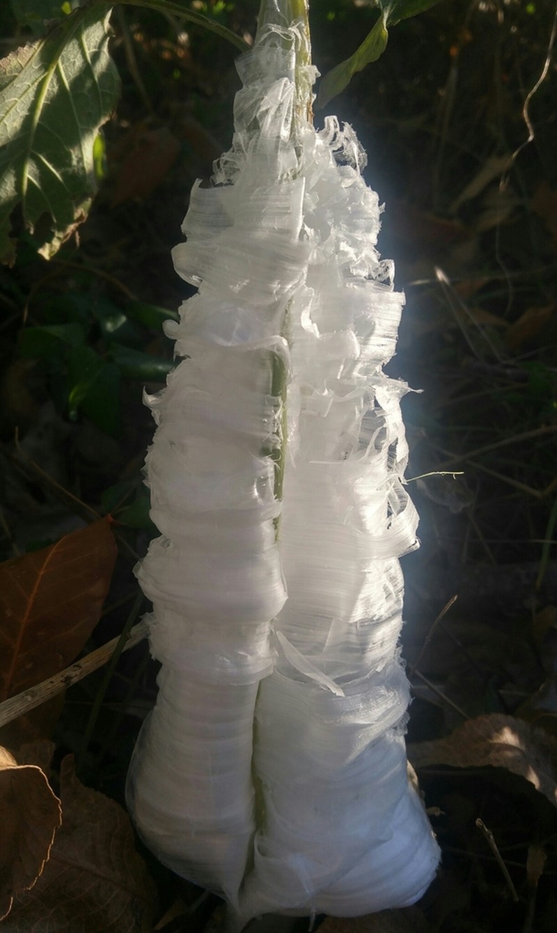 White Crownbeard photo 6
