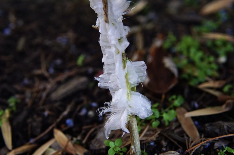 White Crownbeard photo 4