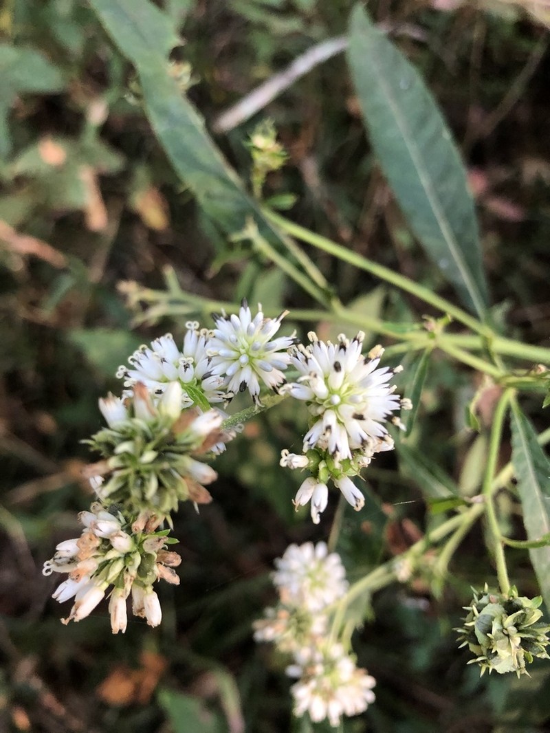 Carolina Crownbeard