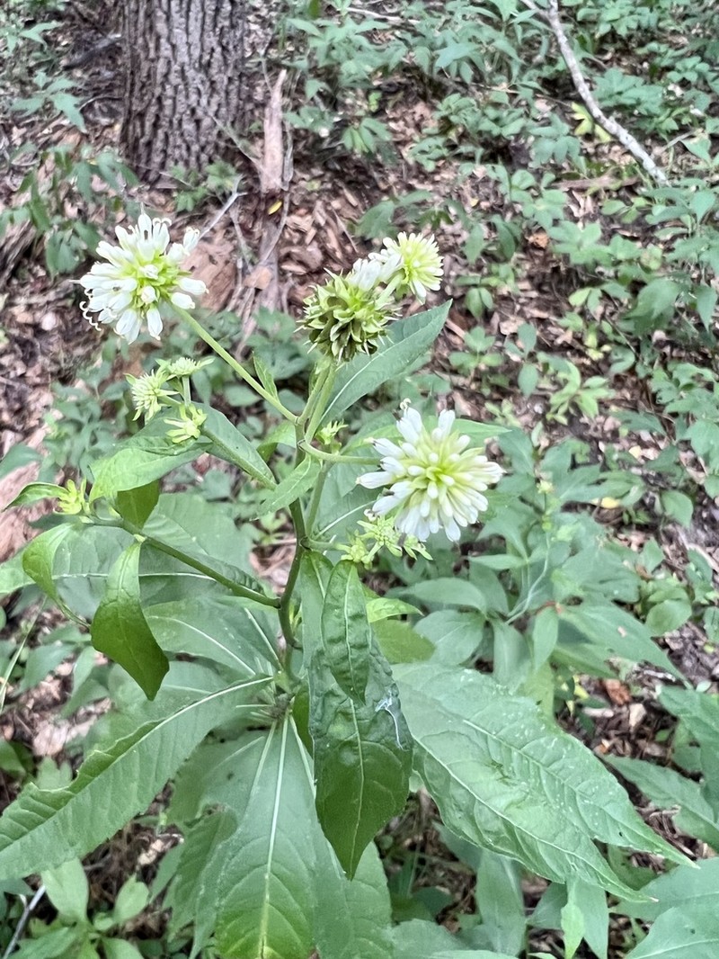Carolina Crownbeard photo 2