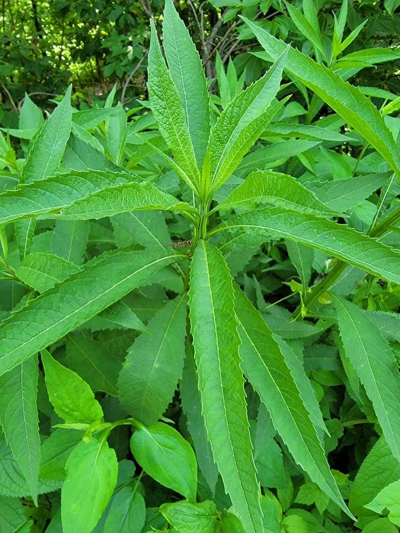 Carolina Crownbeard photo 3