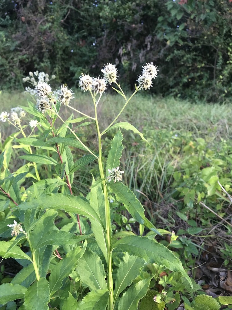 Carolina Crownbeard photo 4