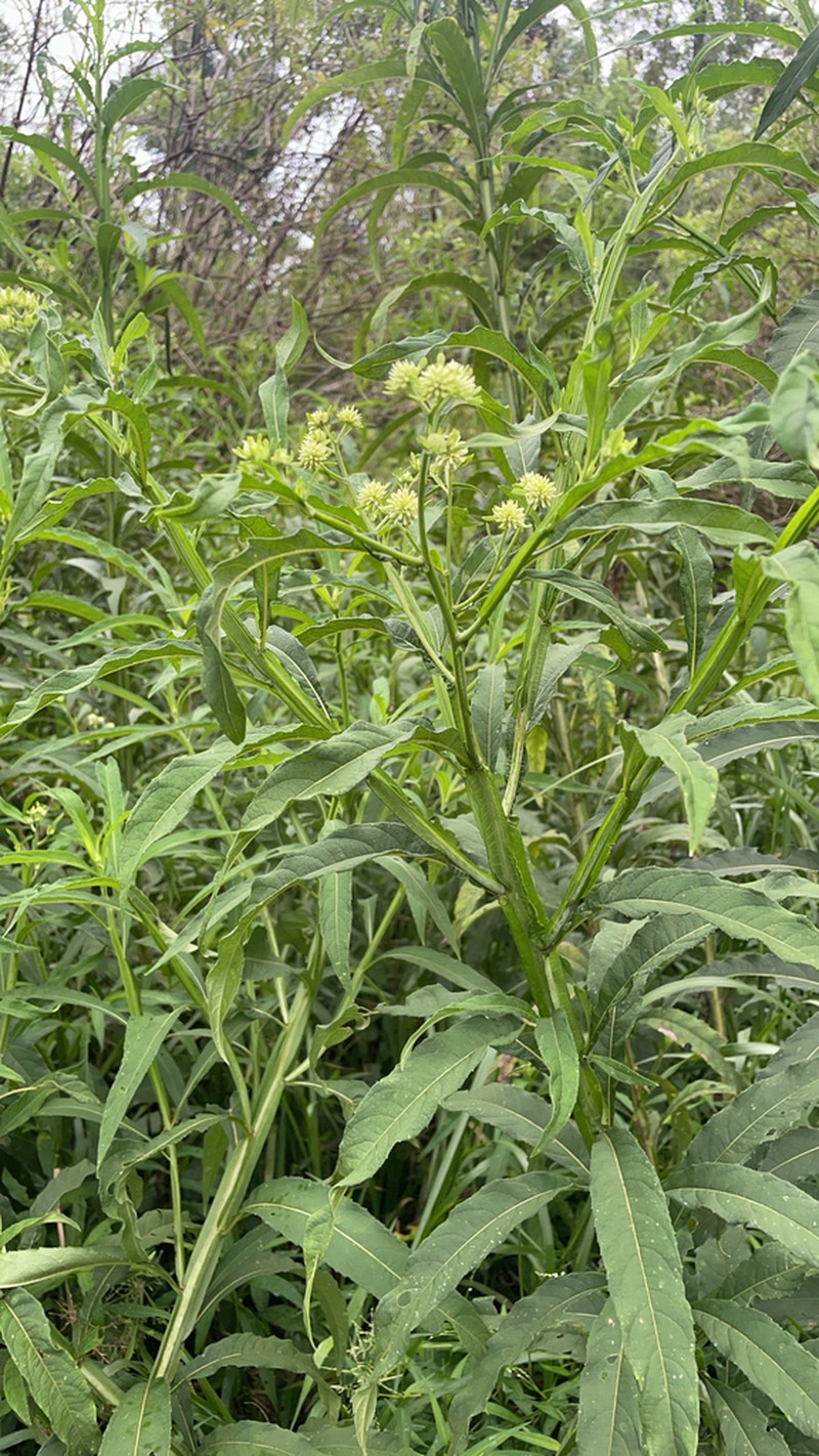 Carolina Crownbeard photo 6