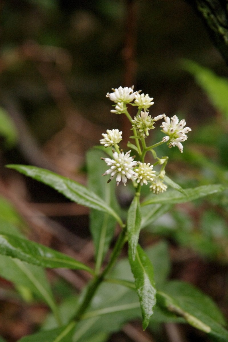 Carolina Crownbeard photo 7