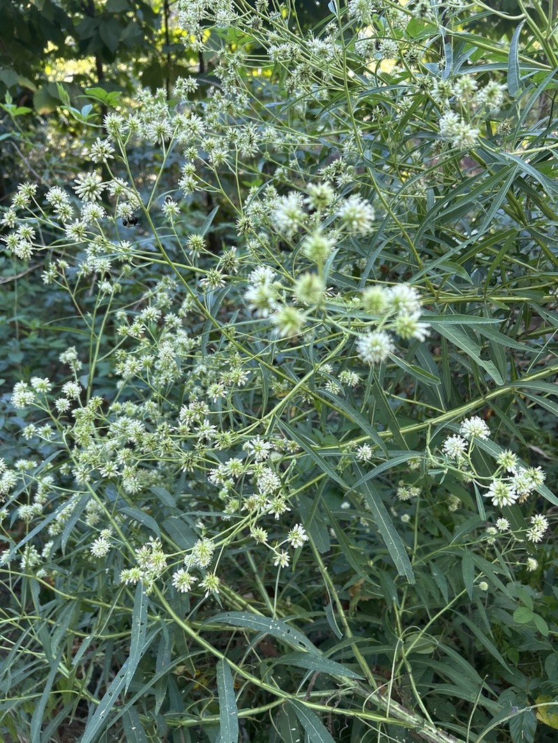 Carolina Crownbeard photo 8