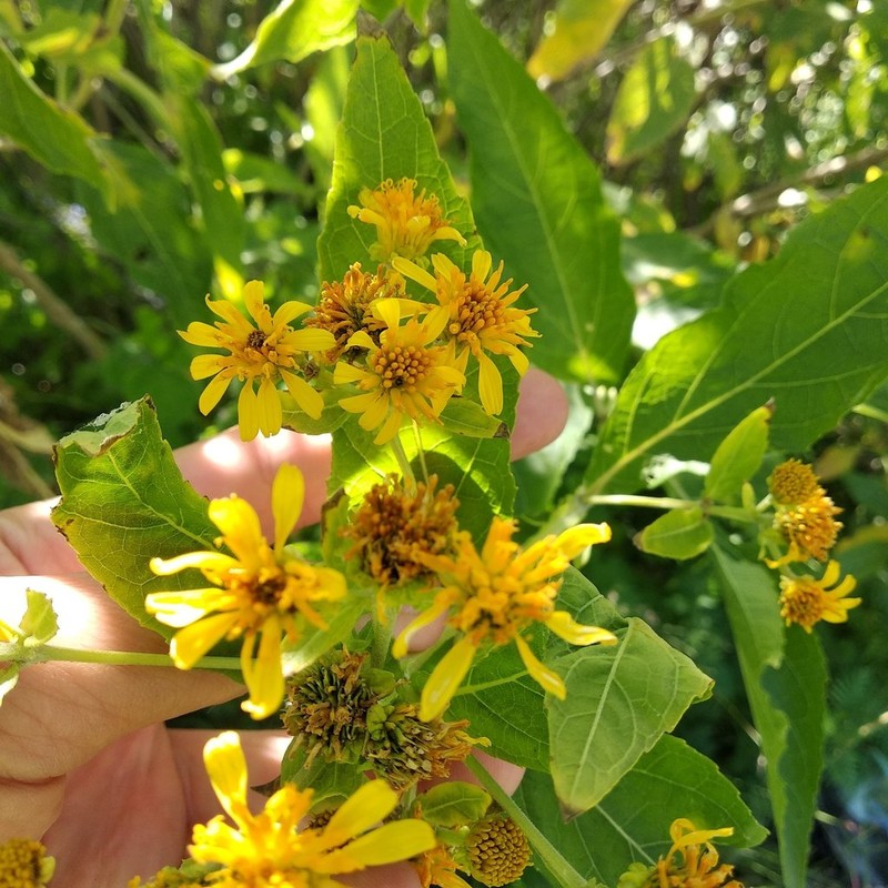 Verbesina xanthochlora