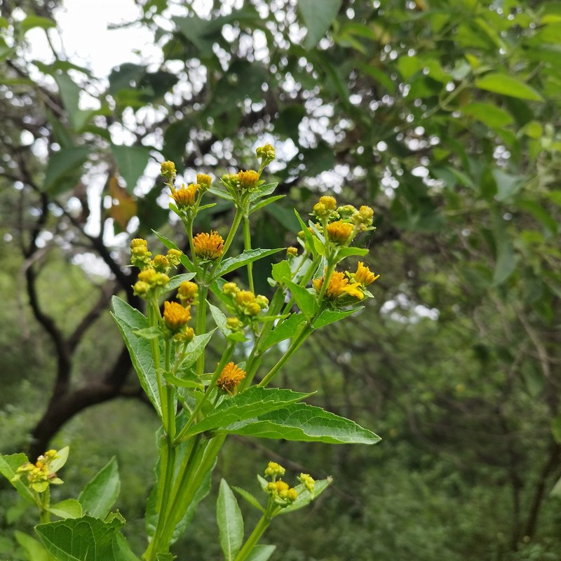 Verbesina xanthochlora photo 4