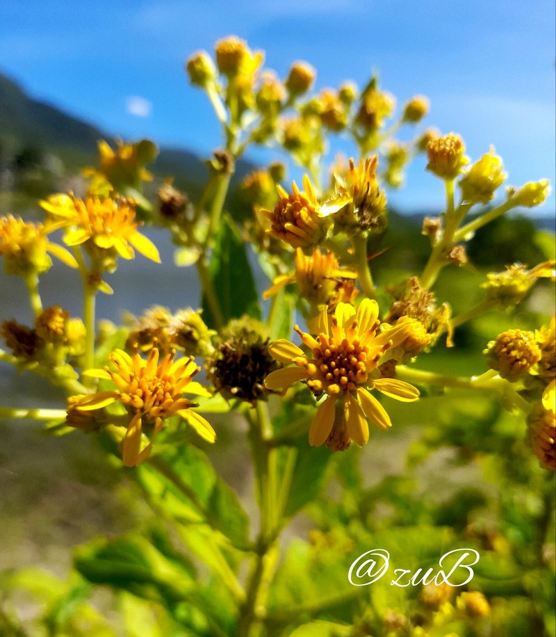 Verbesina xanthochlora photo 5